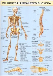 Kostra a svalstvo člověka A4